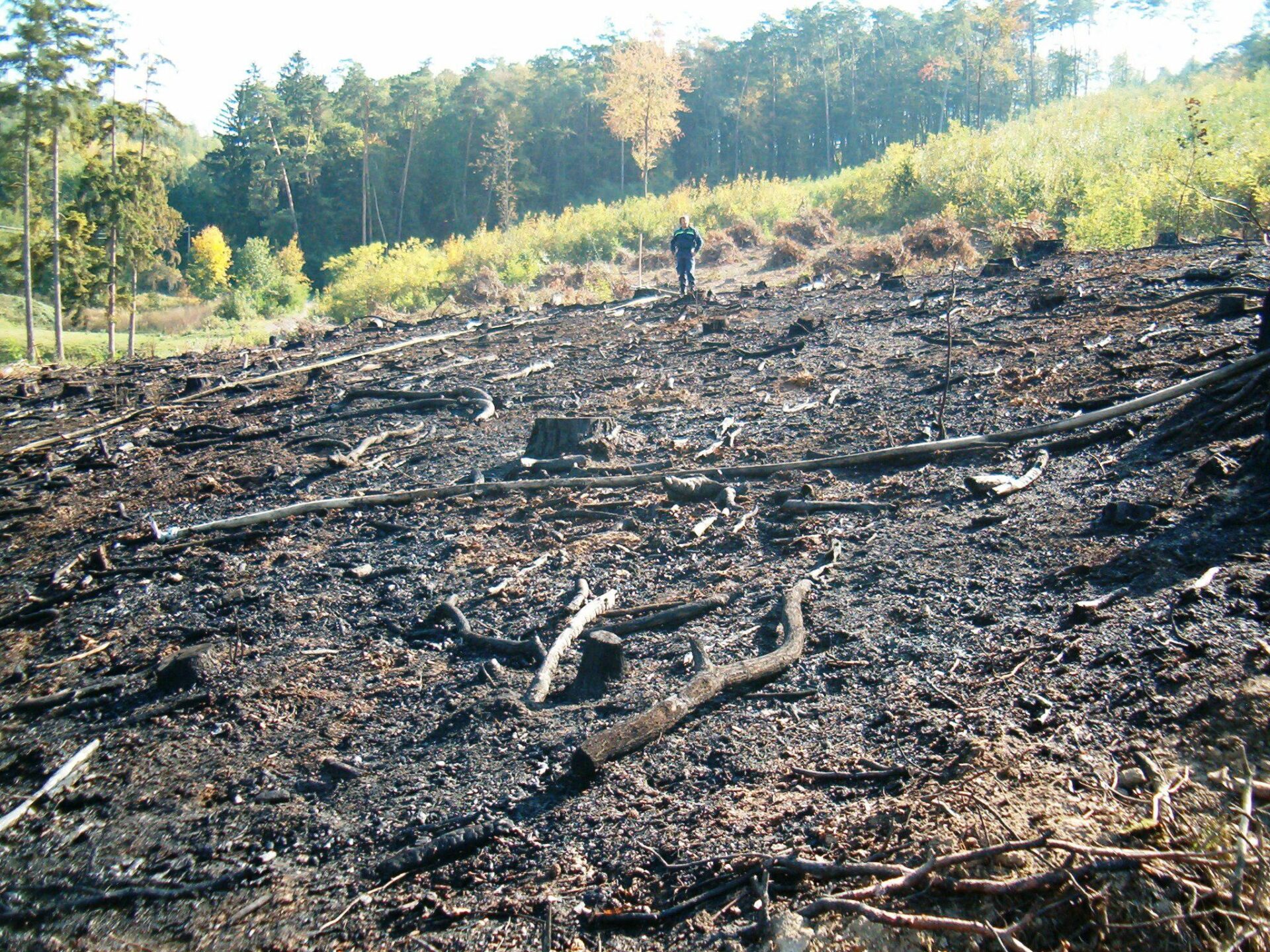 Požár lesa